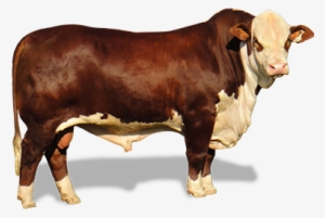 Información General - Vaca De Engorde Png