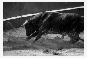Toro - Bull