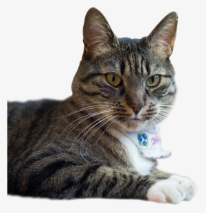 Bel Aire Pet Clinic - Cat