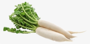 Notice - - Radish Vegetables