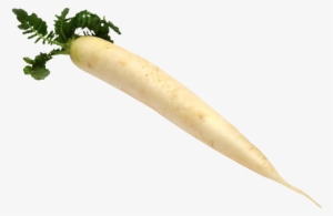 Mooli Png Clipart - Japanese Minowase (daikon) Radish Heirloom Seed
