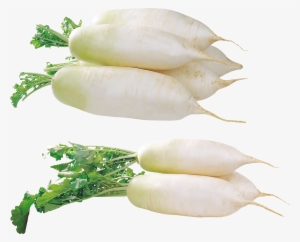 Radish Png - Daikon