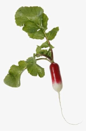 Radish Png Transparent Image - Snow Peas