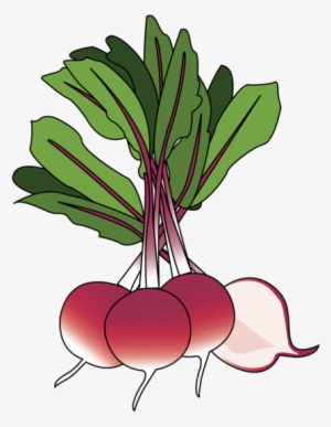 Radish