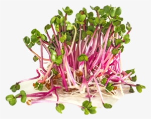 Organic Radish Sprouts - Radieschensprossen
