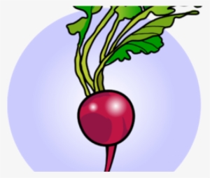 Radish