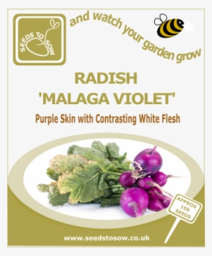 Radish Malaga Violet - Broccoli Purple Sprouting Early