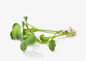 Radish Sprouts - Radish