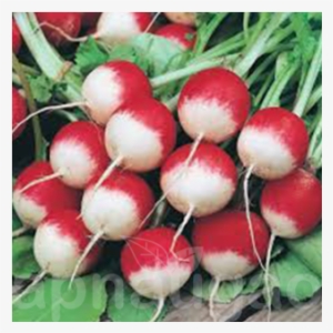 Mr Fothergill's Radish Poloneza Seeds