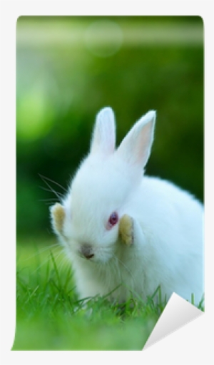 Funny Baby White Rabbit In Grass Wall Mural • Pixers® - Angora Rabbit