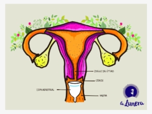 ¿cómo Funcionan Y Se Usan Las Copas Menstruales - Utero Copa Menstrual
