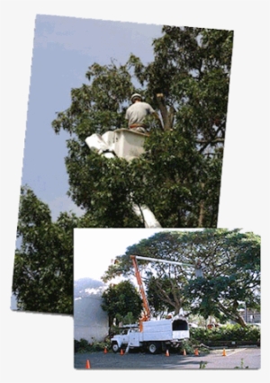 Aerial Bucket Clearing Land Clearance Locally Owned - Tree Trimming