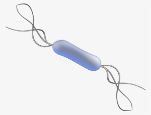 Bacteria Png - Listeria Clipart