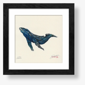 Ballena Jorobada Megaptera Novaeangliae - Humpback Whale