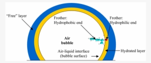 Frother Alignment At The Bubble Surface And The Formation - Diagram