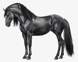 Dark Side Of The Moon - Black Horse Equiverse