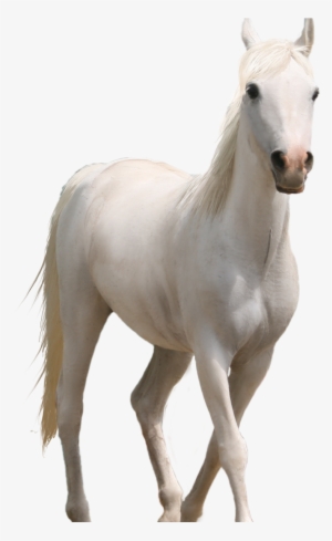 Fire Png Hd Source - Horse Png