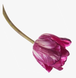 Flower Arrangements For Any Occasion - Milwaukee