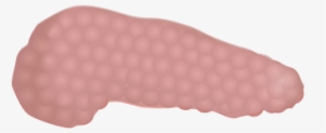 201405 Pancreas - Pancreas En Png