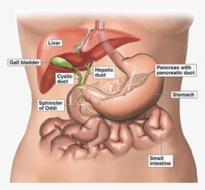 Pancreas - Side Is Your Gallbladder