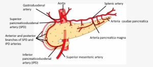 Pancreas Blood Supply - Pancreas
