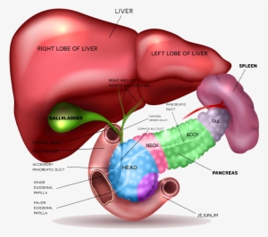 Most Cysts In The Pancreas Are Benign And Can Be Safely - Position Of Spleen And Pancreas