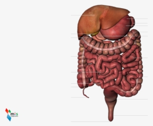 Pancreas, Intestino Tenue, Intestino Retto, Intestino - Small Intestine