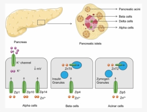 Role Of Zn Transporter Proteins In Pancreas - Proteins In Pancreas
