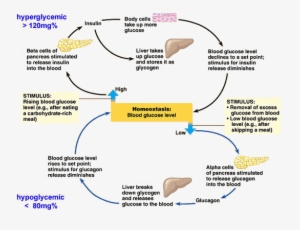 Homeostatic Mechanisms For Regulation Of Blood Glucose - Homeostasis ...