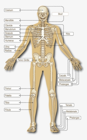 Collection Of Free Skeleton Fantasy Download On - Coloring Pages ...