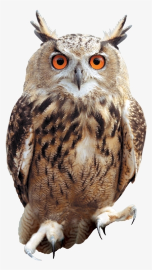 Clip Arts Related To - Owl Png