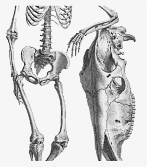 Skeleton Png Transparent Images - Giclee Painting: Science Source's Osteographia, 1733,