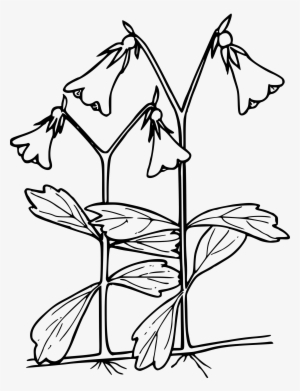 This Free Icons Png Design Of American Twinflower