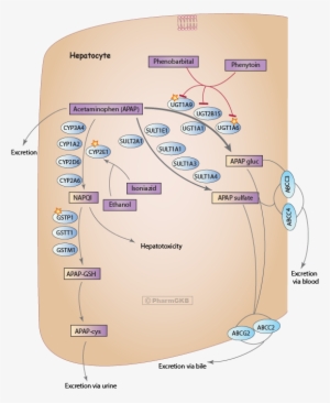 Acetaminophen Pathway , Pharmacokinetics Diagram - Dose