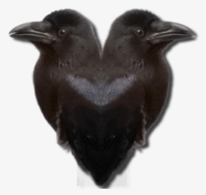The Concept For Ravens - Wiccan On Transparent