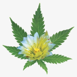 Medical Marijuana - Marijuana Leaf