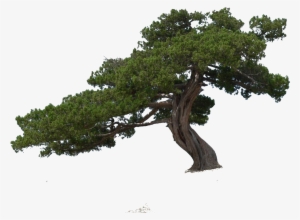 Png Cutout Tree - Pond Pine