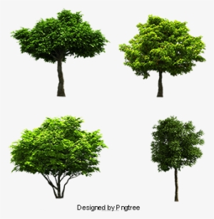 Eucalyptus Banyan Image Material, Eucalyptus, Trees, - Tree