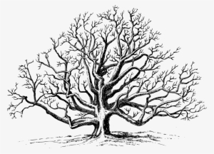Black Walnut Tree Drawing