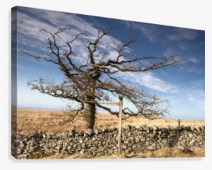 Northumberland, England - Printscapes Wall Art: 18" X 12" Canvas Print With Black