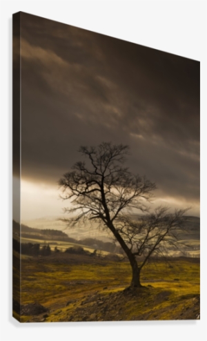 A Leafless Tree With Dark Clouds Overhead