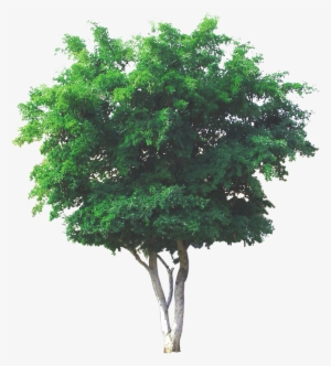 Texas Ebony - Texas Ebony Tree