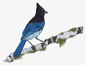 Worked With Chilliwack Park Society To Create Some - Forest