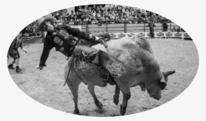 For Me Personally, A Better Model Is A Bull And A Rider - Working Animal