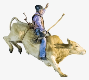 Cowboy On A Bucking Bull - Bucking Bull