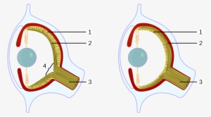 Anatomy Of A Bat's Eye