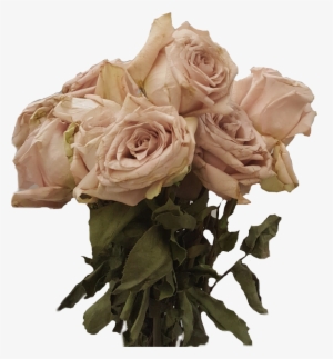 Dead Flowers Dead Flowers Freetoedit - Dead Roses