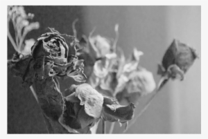 Monochrome
