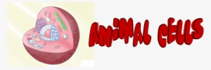 Animal Cells - Cell
