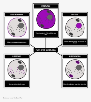 Create Two Graphic Organizers